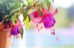 fuchsia-wind-chime-flowers-3383825_1920