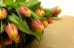 tulips-2152975_1920